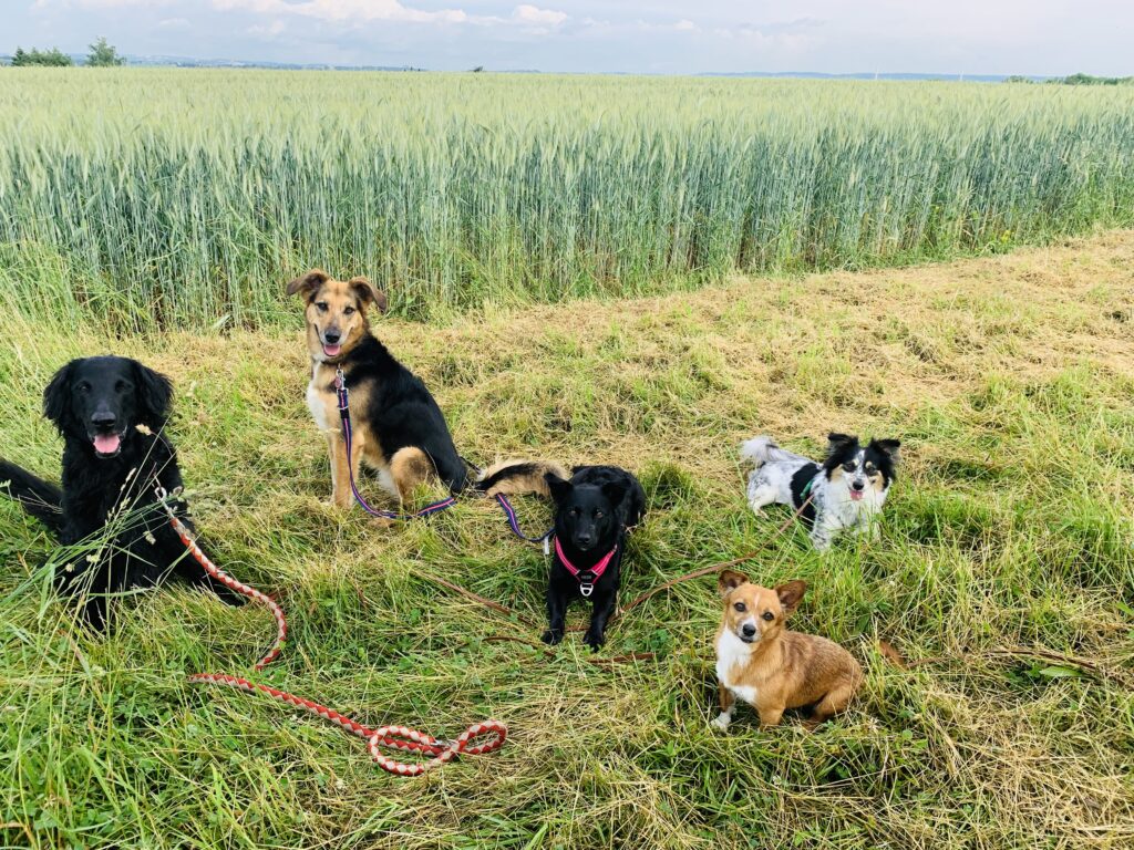 Hunde, Schäferhund, Mischling, Setter, Wiese , grün