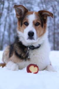 Hund, Bordercollie, Bernersennenhund, Schnee, Apfel, Winter, Herz