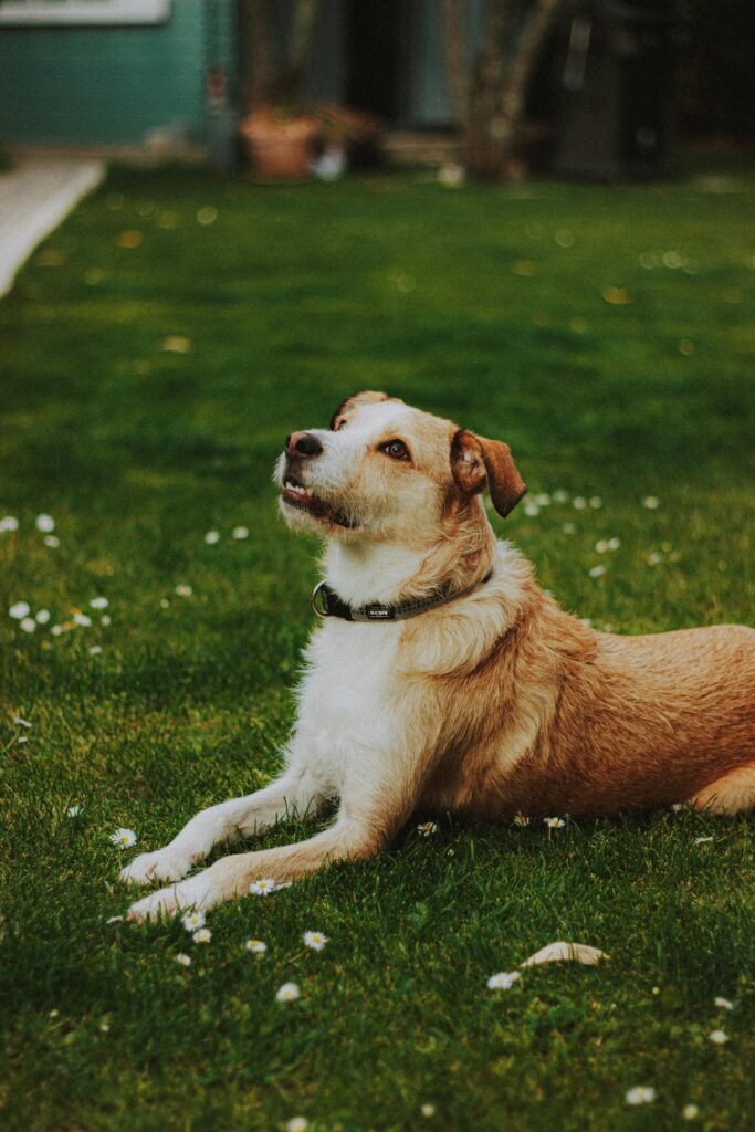 Brown and White Short Coated Dog Lying on Green Grass