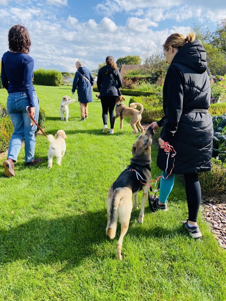 Social Walk, Gruppe mit Hunden