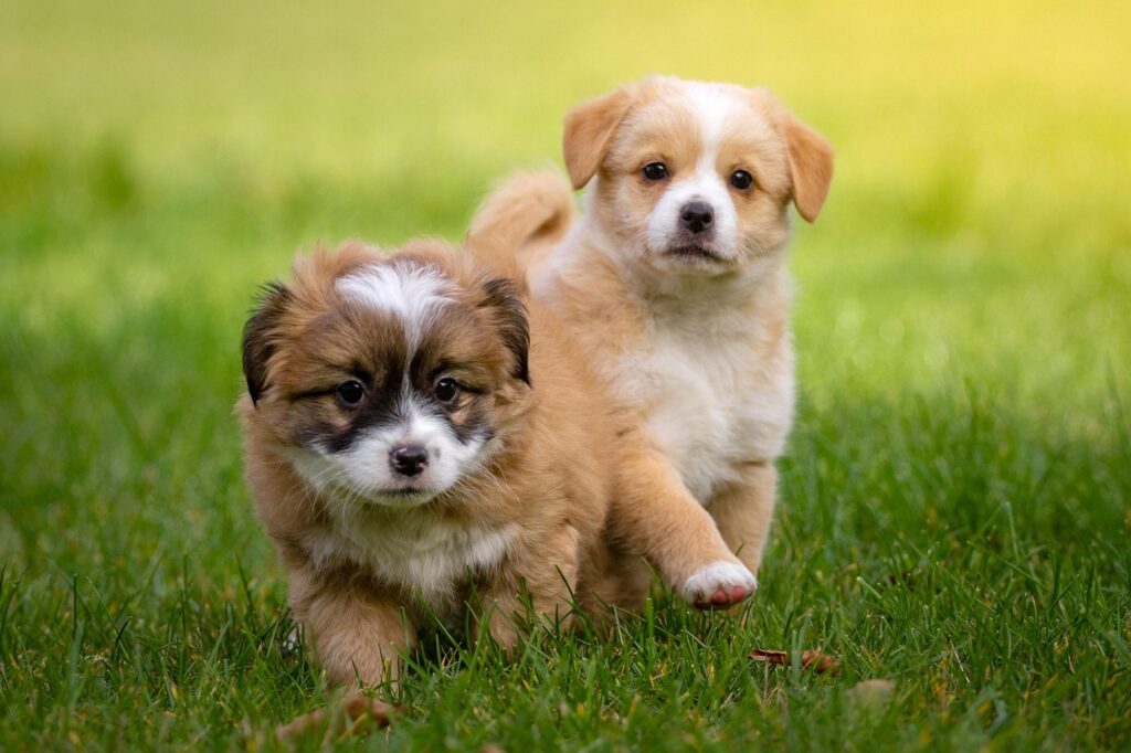 animal, domestic animal, dog, small, baby animal, puppy, run, action, meadow, outdoor, paw, dog, pet, nature, puppy, puppy, puppy, puppy, puppy