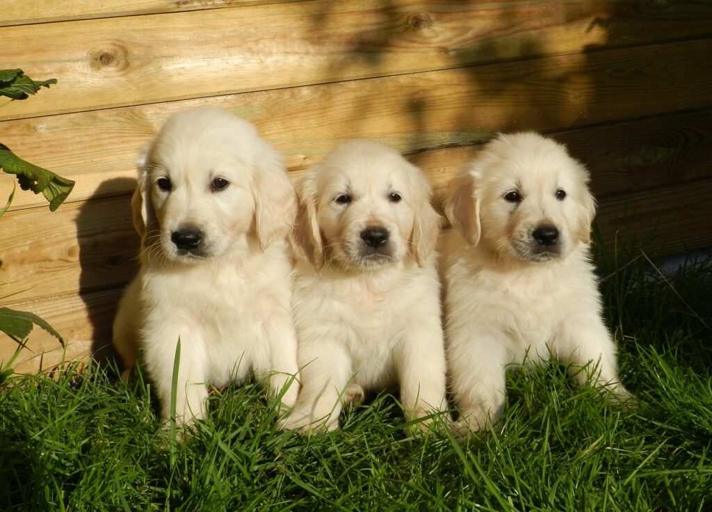 puppies, nature, golden retriever, cute, animal, dog, pet, domestic animal, golden retriever, golden retriever, golden retriever, golden retriever, golden retriever