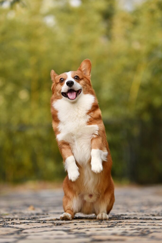 dog, pet, corgi, canine, breed, animal, mammal, puppy, funny, fun, dog, dog, dog, dog, nature, dog, puppy