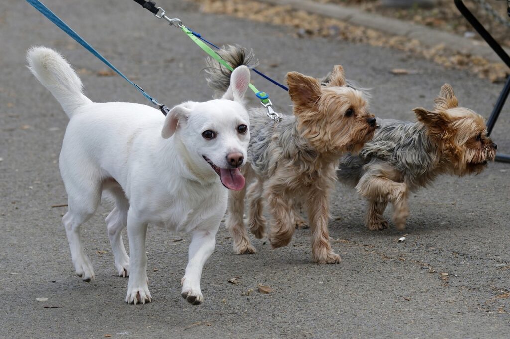 dogs, canine, fur, nature, leash, pets, park, walk, animals