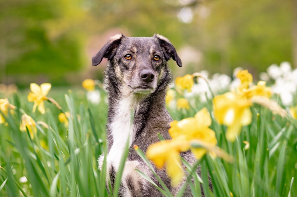 hybrid, dog, pet, animal, mixed breed dog, attention, spring, flowers, daffodils, domestic dog, portrait, flower wallpaper, beautiful flowers, dog portrait, flower background, nature, dog, dog, dog, dog, dog, attention, spring, daffodils, daffodils