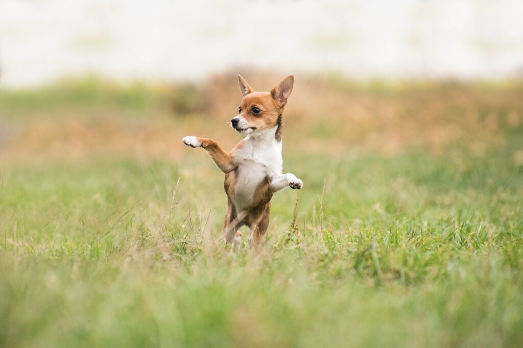 hund, dog, natur, Männchen, Hundetraining, grünes Gras, Sommer