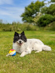 hund, dog, happy dog, dog toy, grass, colorful, pet, animal, elo dog, dog summer, nature, summer, sun, lying dog, beautiful dog, dog tick, playing dog, garden, dog garden