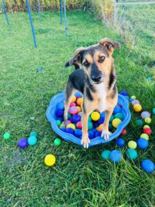 Funtastic Dogs, Agility, Hundesport