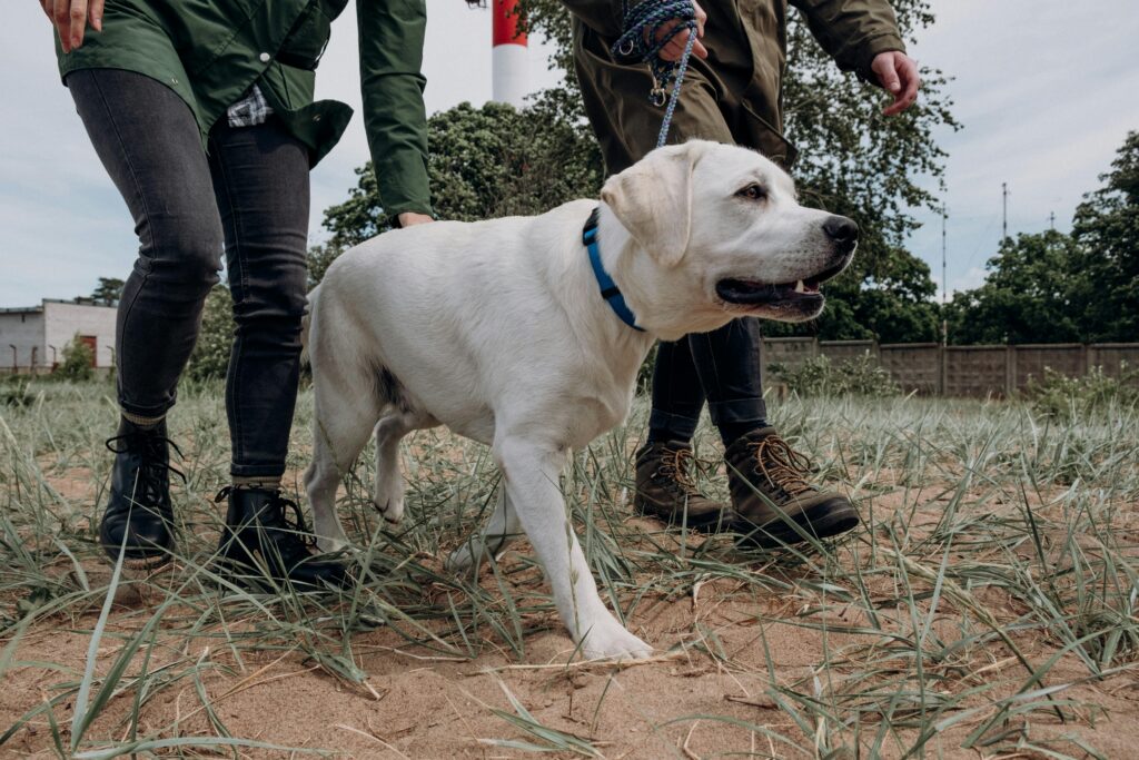 A Labrador retriever on a leash enjoys a walk with two adults in a grassy field.